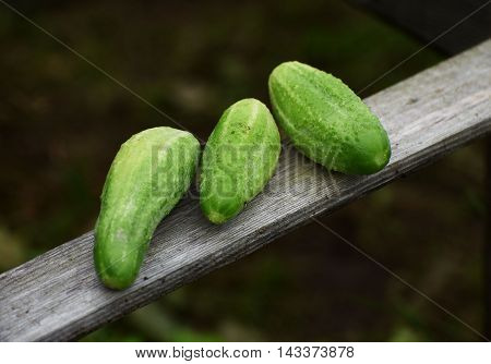 Green fresh cucumbers on the wooden planck