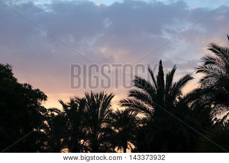 silhouette of palm trees in a cloudy sunset