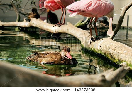 Lake with a duck swimming and two roseate spoonbill