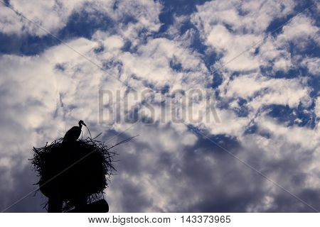 silhouette of a stork in its nest