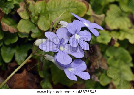 Cape Primrose - Streptocarpus From South Africa
