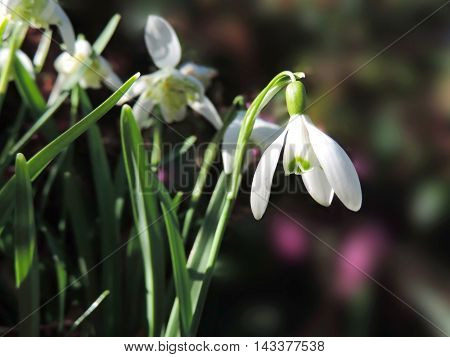 Snowdrops in the sun. Blossoming snowdrop flowers with elective focus.