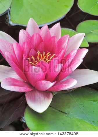 Pink lotus flowers or water lilies in a pond, close-up shot.