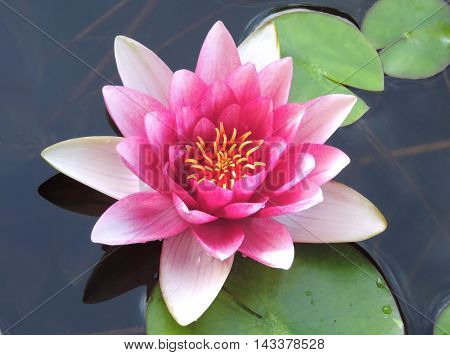 Pink lotus flowers or water lilies in a pond, close-up shot.