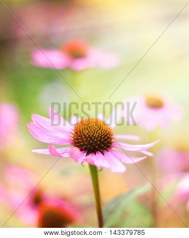 Red pr pink coneflowers with selective focus and copy space.