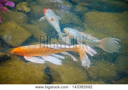 Carp koi fish under the water in the wild river
