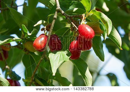 Red Berries Of Cornel Or Dogwood