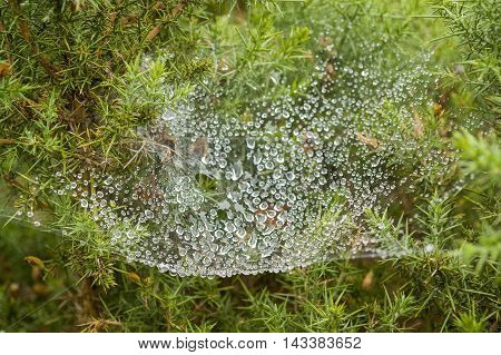 cobweb detail with lots of dew drops in natural green ambiance