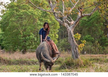 Women with a water buffalo at rural .
