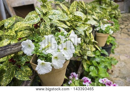flowerpots street in the tourist island of Mallorca, Valdemosa city in Spain