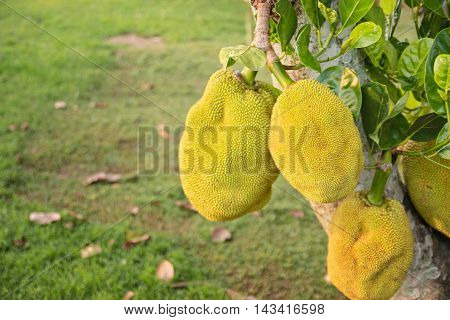 Bunch of jak fruits on a tree:select focus with shallow depth of field.