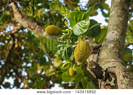 Bunch of jak fruits on a tree:select focus with shallow depth of field.