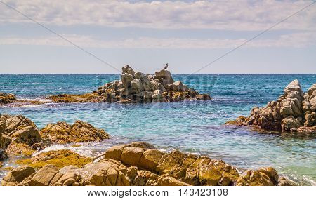 Bird sitting on the rocks in the water.