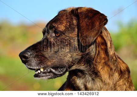 Face of beautiful canary dog in foreground