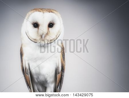 Church owl photographed in the studio on a white background