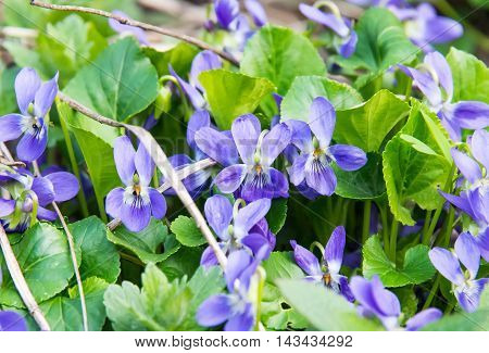 Wood Violet or Dog Violet in woodland in springtime