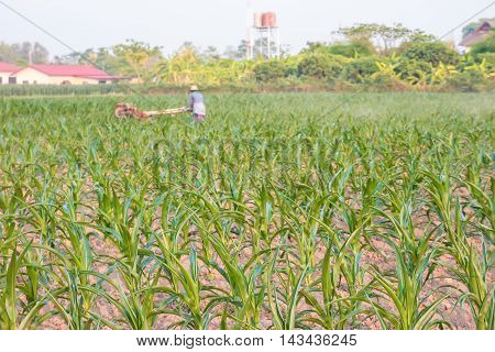 Corn seedlings Planted in farmland at summer .