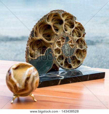 Ammonite Shell In Section