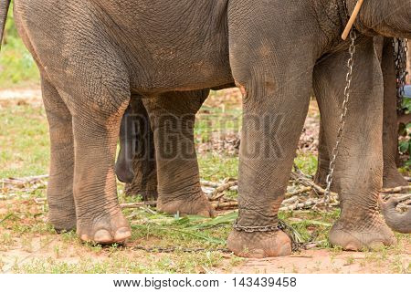 elephant with big penis looking for a female for coupling.
