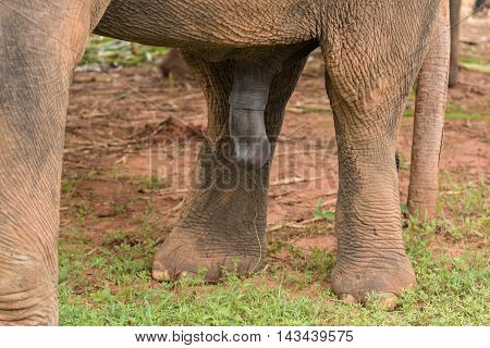 elephant with big penis looking for a female for coupling.