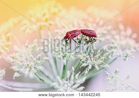 A pair of red shield bugs making love on white flowers against a light blurred background. Selective focus toning.