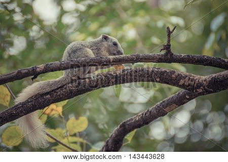 Squirrel is member of the family Sciuridae Squirrel holding onto a tree branch. process in vintage style
