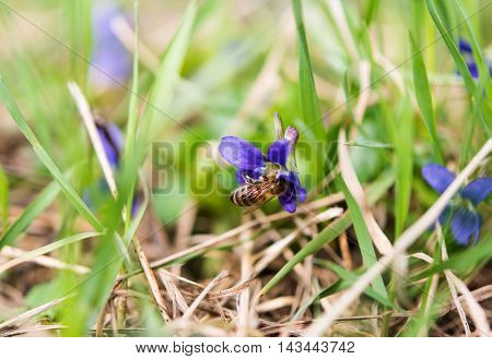 Wood Violet or Dog Violet in woodland in springtime
