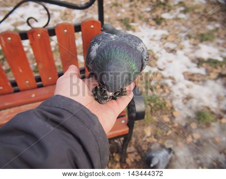 Pigeon sitting on a human hand. A man feeds pigeons with his hands.