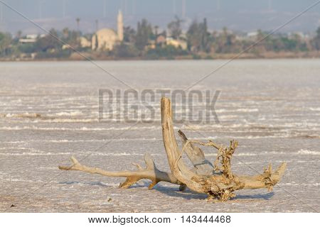 Broken tree branch on dry Larnaca salt-lake with Hala Sultan Tekke in the background