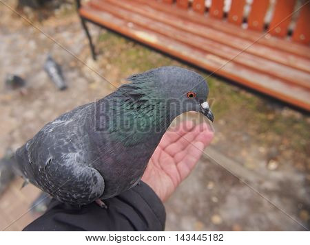 Pigeon sitting on a human hand. A man feeds pigeons with his hands.