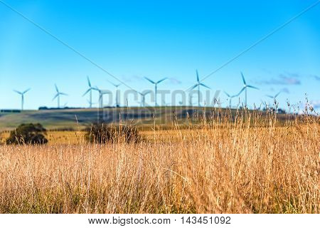 Close Up Of Dry Grass With Blurred Windmill Electricity Turbines