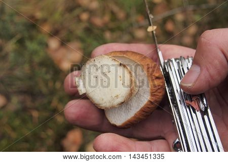 Mushrooming in the forest. Porcini. In his hand is a white mushroom and knife.