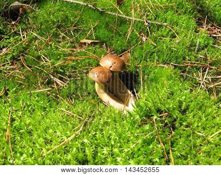 Mushroom bay bolete Imleria badia or Boletus badius in the forest