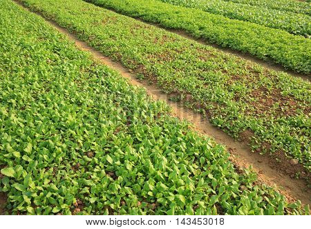 green spinach and choysum crops in growth at garden