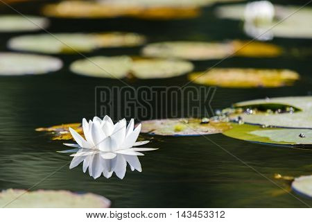 White water lily in the Romanian Danube Delta