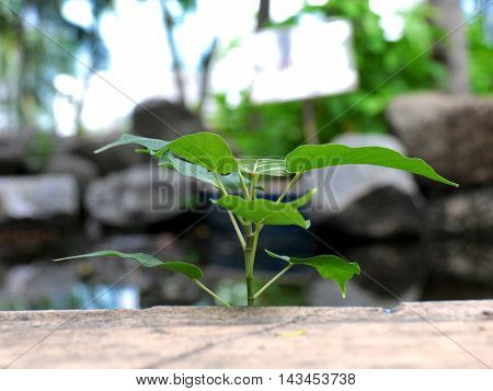 Bodhi tree regeneration medium with selective and soft focus