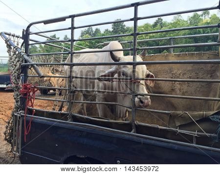 cow in livestock market at subburb in Thailand