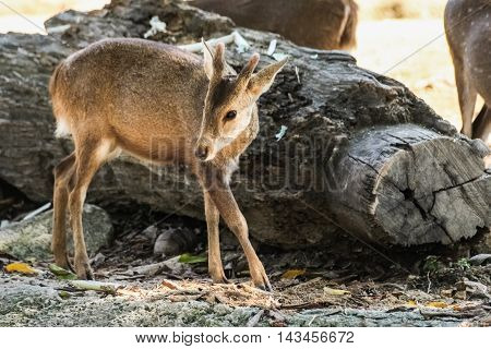 lovely baby deer stand among the crowd