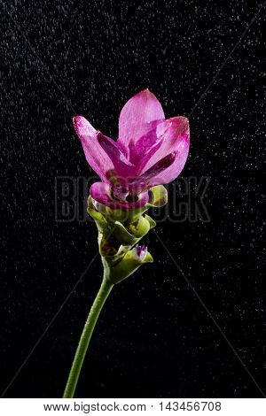 Siam Tulip on the rain and black background