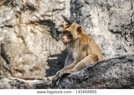 the monkey watch something on the cliff