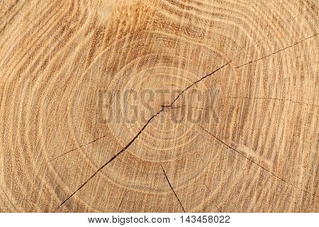 Tree trunk cross section, closeup