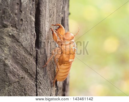 Insect molting cicada on tree in nature. Cicada metamorphosis (Latin Cicadidae) grow up to adult insect. (selective focus)