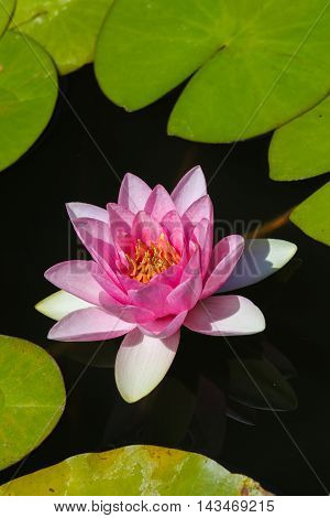 Beautiful Water lily at Monserrate Palace in Sintra Portugal
