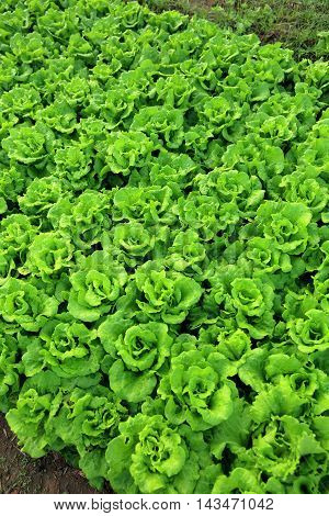 green lettuce crops in growth at vegetable garden
