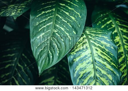 houseplant leaves