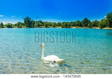White swan on beautiful Jarun lake in Zagreb, Croatia, sunny summer day, green island in background