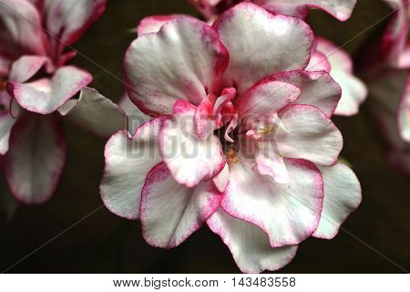 Pelargonium is a genus of flowering plants which includes about 200 species of perennials, succulents, and shrubs, commonly known as geraniums (in the United States also storksbills).