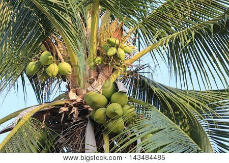 coconut fruit on coconut tree in garden ThailandThis plant of palm and found throughout in seaside tropical.