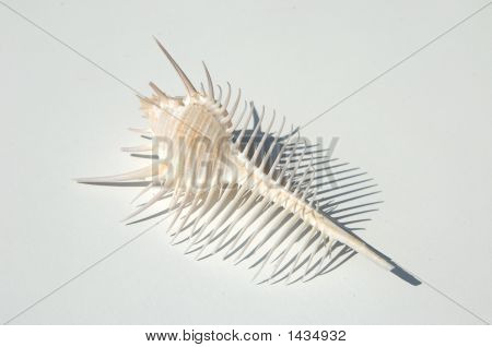 Sharp Shell