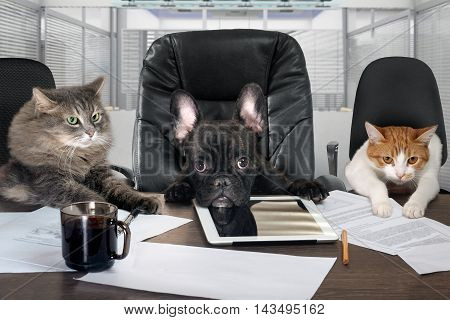 Businessmen in office. Dog head and cat - employees managers. Different characters personality. The concept of career growth business humor advice pet products